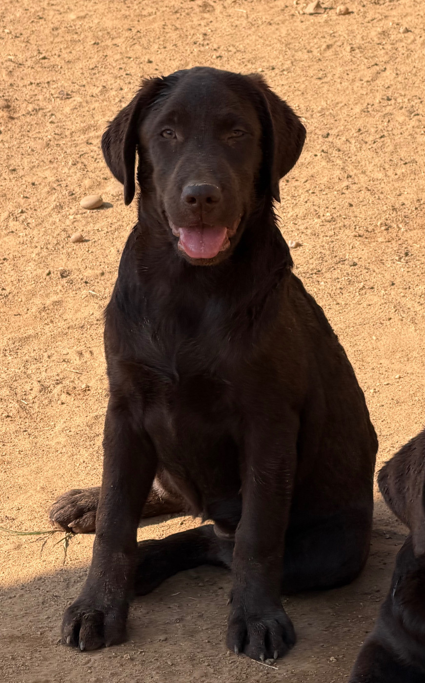 du clos du barrian - Chiots disponibles - Labrador Retriever