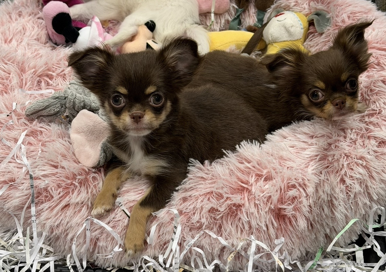 du clos du barrian - Chiots disponibles - Chihuahua