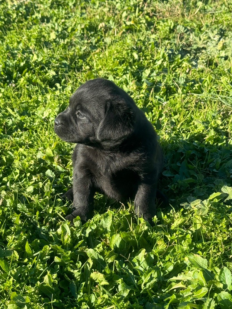 du clos du barrian - Chiots disponibles - Labrador Retriever