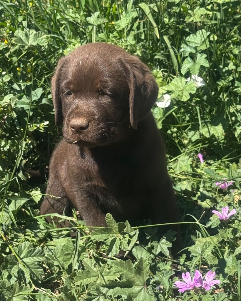 du clos du barrian - Chiots disponibles - Labrador Retriever