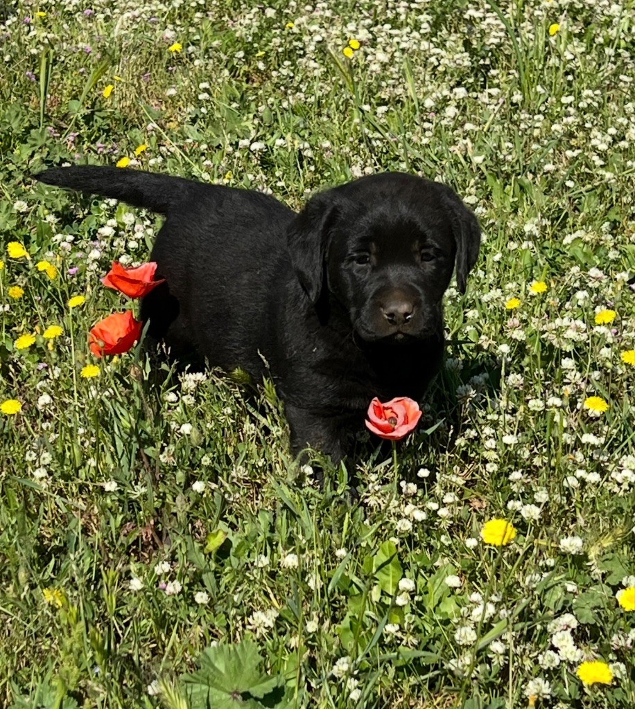 du clos du barrian - Chiots disponibles - Labrador Retriever