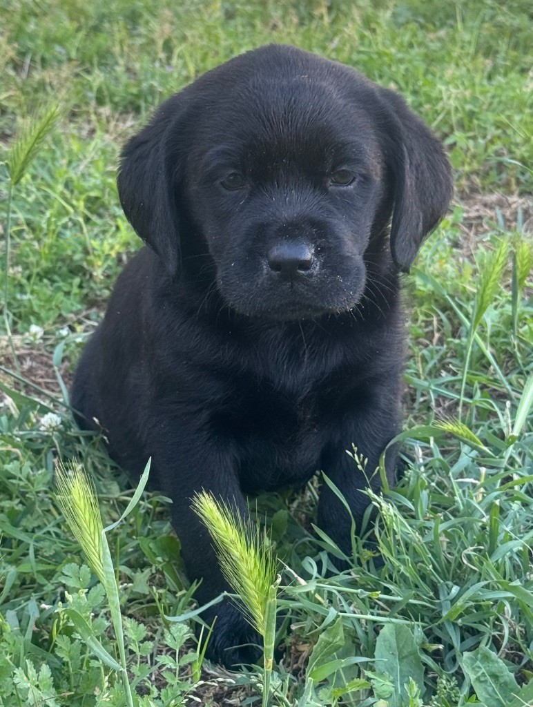 Chiot Labrador Retriever du clos du barrian