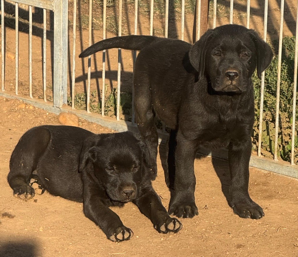 du clos du barrian - Chiots disponibles - Labrador Retriever