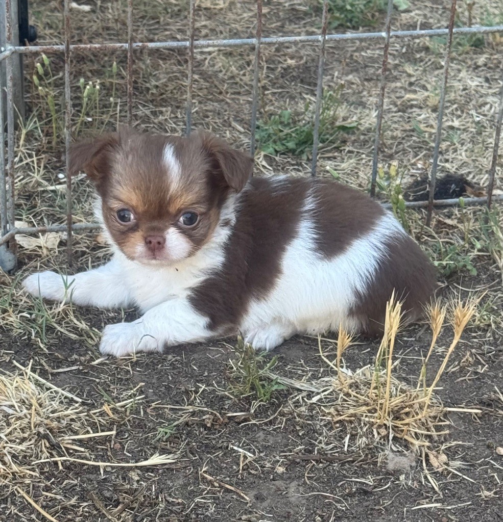 du clos du barrian - Chiots disponibles - Chihuahua
