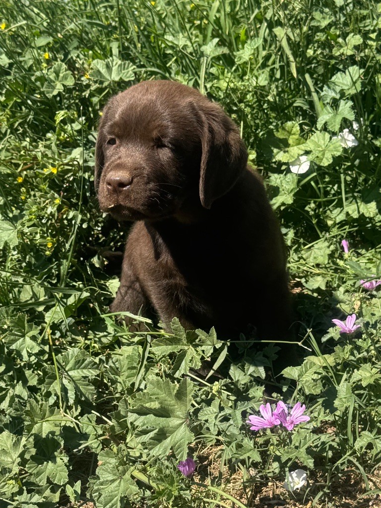 Chiot Labrador Retriever du clos du barrian