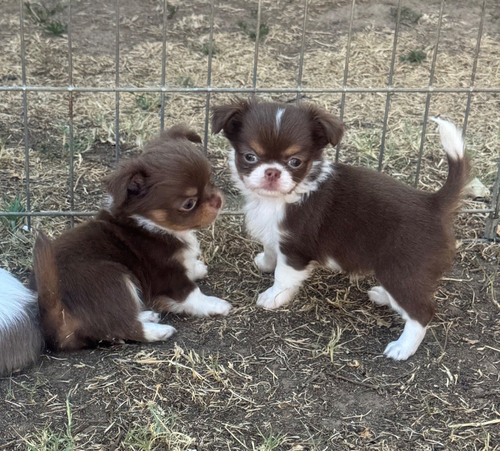 Chiot Chihuahua du clos du barrian