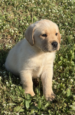 Chiot N°2