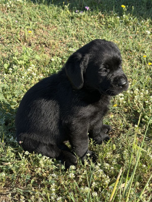 Chiot N°3