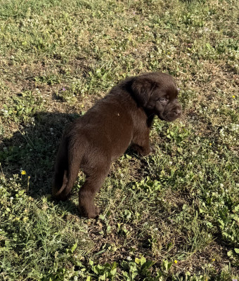 Chiot N°6