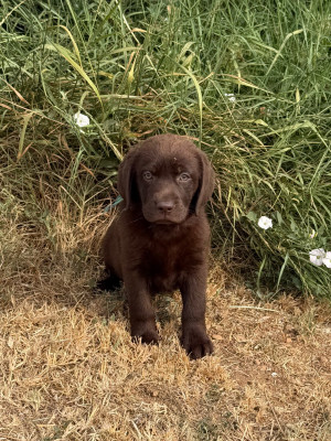 Chiot chocolat