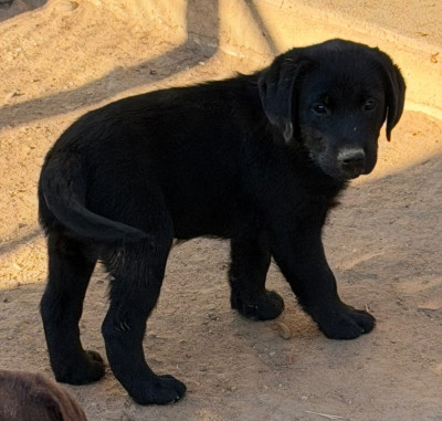 Chiot noir