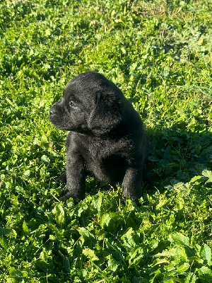 CHIOT noir 