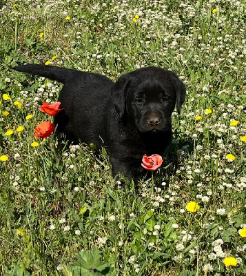 CHIOT noir 