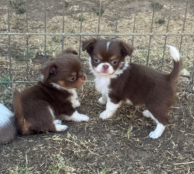 CHIOT 
