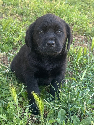 CHIOT noir 