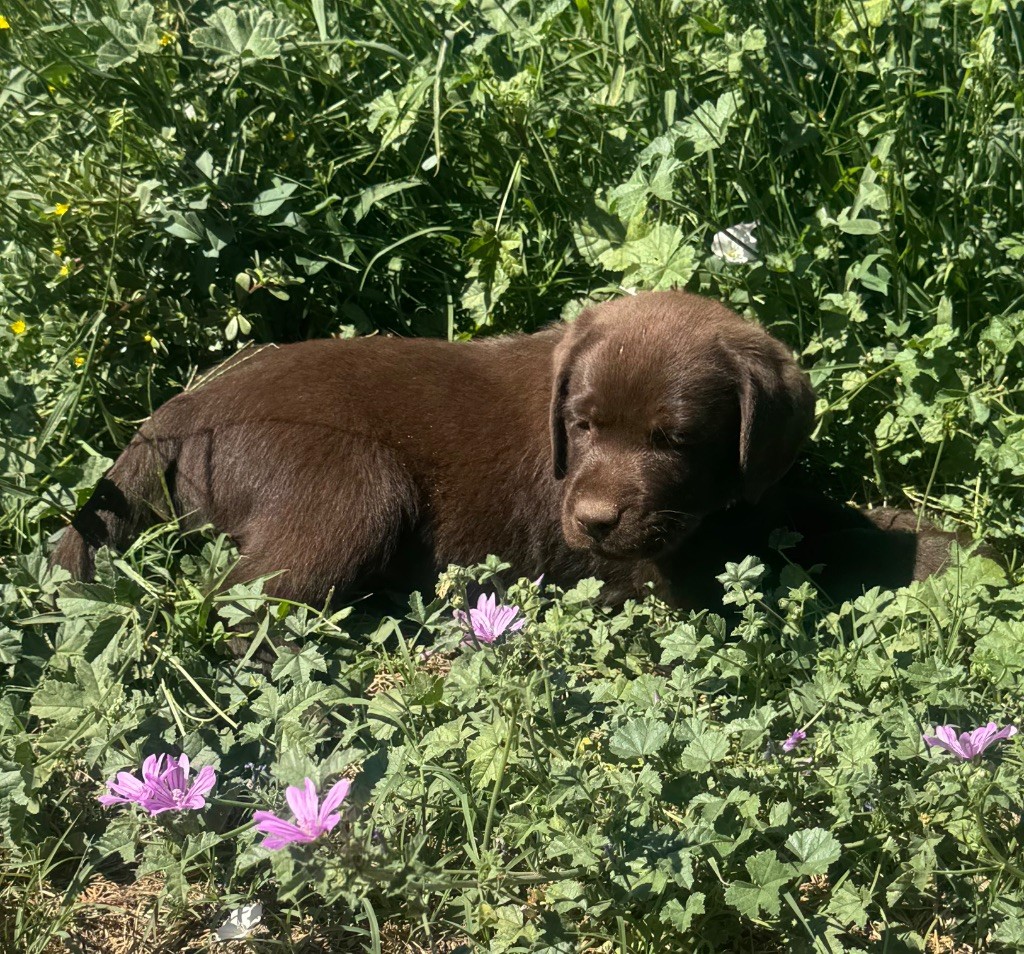 du clos du barrian - Chiots disponibles - Labrador Retriever