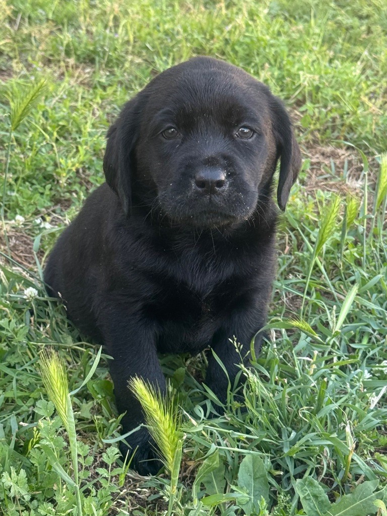 du clos du barrian - Chiots disponibles - Labrador Retriever