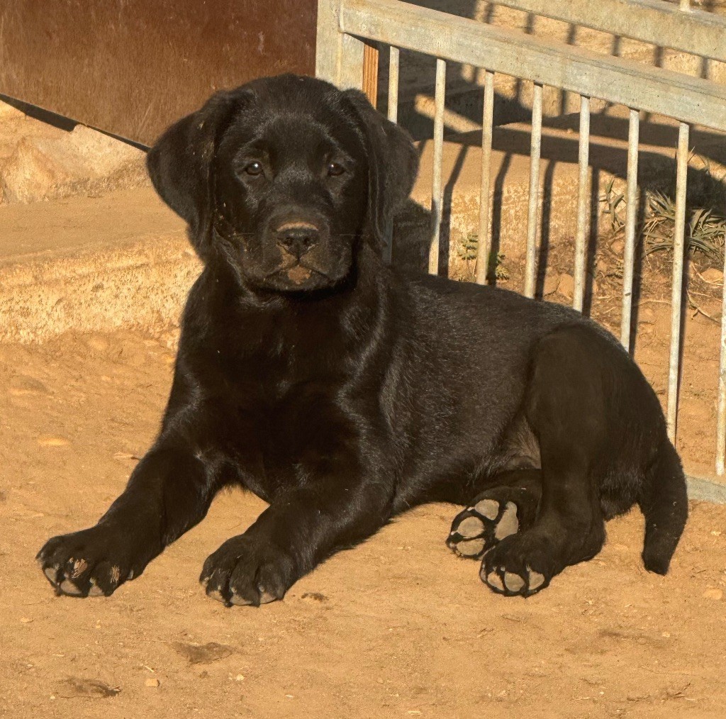 du clos du barrian - Chiots disponibles - Labrador Retriever