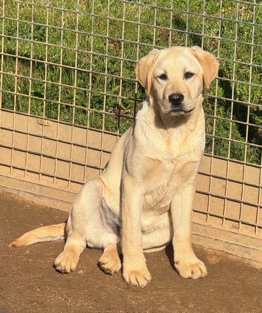 du clos du barrian - Chiots disponibles - Labrador Retriever