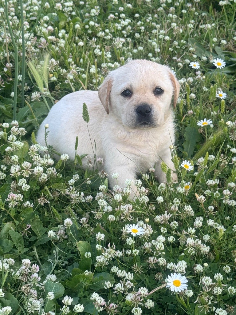 du clos du barrian - Chiots disponibles - Labrador Retriever